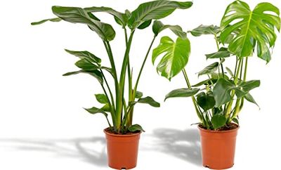 DECOALIVE Set Plantas de Interior Tropicales - Strelitzia y Monstera Deliciosa, Buen Tamaño - Fáciles de Cuidar - Plantas Purficadoras del Aire Naturales para Decorar el Hogar y la Oficina