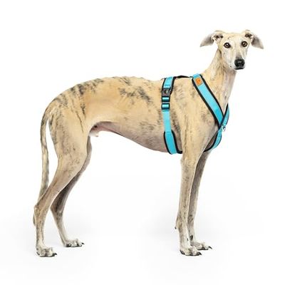 Harnais réfléchissant Anti-Traction en Forme de « Y » - Idéal pour Lebrelles : lévrier Italien, Whippet, lévrier, Podenco - sûr, Respirant et Durable - Parfait pour la Marche, l'entraînement et la