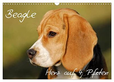 Beagle - Herz auf 4 Pfoten (Wandkalender 2026 DIN A3 quer), CALVENDO Monatskalender: Liebenswerte Schlappohren auf 13 wunderschönen Fotos