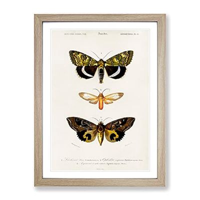 Moth Illustrations Pl.18 By Charles D' Orbigny Vintage Framed Wall Art Print, Ready to Hang Picture for Living Room Bedroom Home Office Décor, Oak A2 (64 x 46 cm)