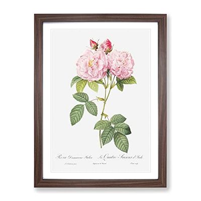 Italian Damask Rose In Pink By Pierre Joseph Redoute Vintage Framed Wall Art Print, Ready to Hang Picture for Living Room Bedroom Home Office Décor, Walnut A2 (64 x 46 cm)