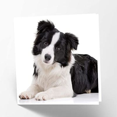 Maturi Lege wenskaart met afbeelding van Border Collie Dog