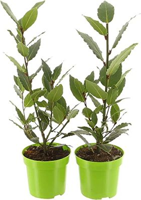 Laurel | Pack 2 Plantas | DECOALIVE | Plantas Culinarias | Laurus Nobilis