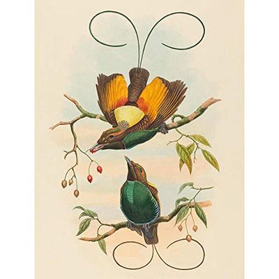 Wee Blue Coo John Gould W Hart British Magnificent Bird Paradise Zoology Art Print Poster Wall Decor 12X16 Inch