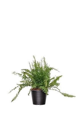 Helecho Hembra Natural Elegante Planta Colgante para Tu Espacio Exterior