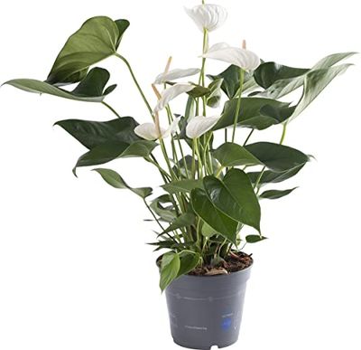 Anthurium Snow Planta de Interior Grande 60cm con Flores Blancas