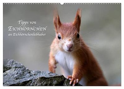 Tipps von Eichhörnchen an Eichhörnchenliebhaber (Wandkalender 2026 DIN A2 quer), CALVENDO Monatskalender: Bilder mit tollen Sprüchen von Eichhörnchen.