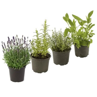 Set Lavanda, Romero, Tomillo y Salvia 4 Hierbas Aromáticas Naturales