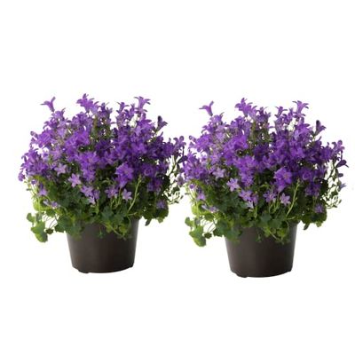 Plantas de Campanilla o Campanula Pack de 2 Plantas con Flores Azules