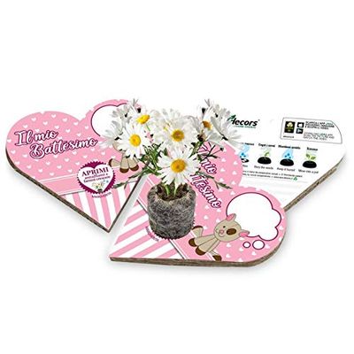 Eco-Decors | Bomboniera personalizzabile ecologica per battesimo bimba con semi di Margherita | Kit coltivazione pianta di Margherita