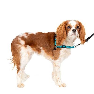 PetSafe - Harnais Easy Walk Deluxe, Harnais de Marche sans Traction pour Chiens, Design rembourré, Comprend Une Laisse de 1,8 m, Bleu océan/Noir, S – Petit