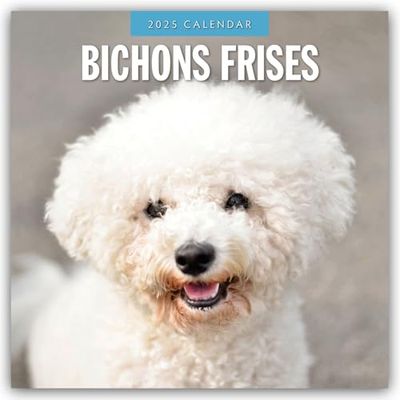 Bichons Frises 2025 Square Wall Calendar