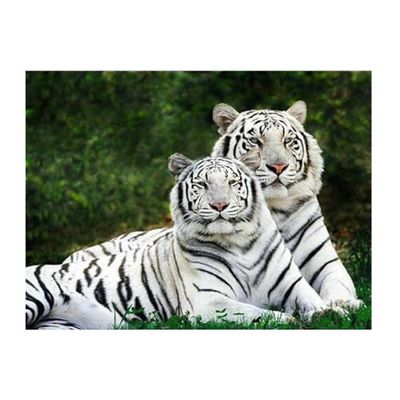Pracht Creatives Hobby Set per dipingere con Diamanti, Quadro con Motivo di Tigre Bianca e Accessori, Set per dipingere con Pietre Scintillanti, per Bambini a Partire dai 5 Anni di età