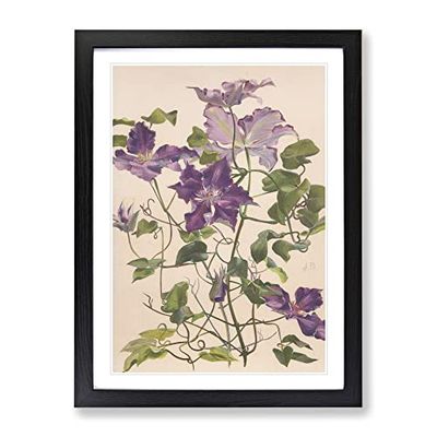 Alice Bailly Large Clematis Flower Classic Painting Framed Wall Art Print, Ready to Hang Picture for Living Room Bedroom Home Office Décor, Black A3 (34 x 46 cm)
