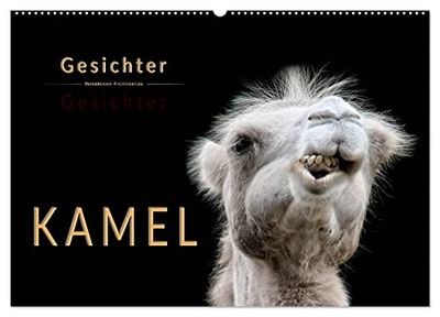 Kamel Gesichter (Wandkalender 2025 DIN A2 quer), CALVENDO Monatskalender: Eindrucksvolle Bilder der Überlebenskünstler.