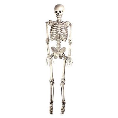 Bristol Novelty HI301 Skeleton Hanging, White/Grey, One Size