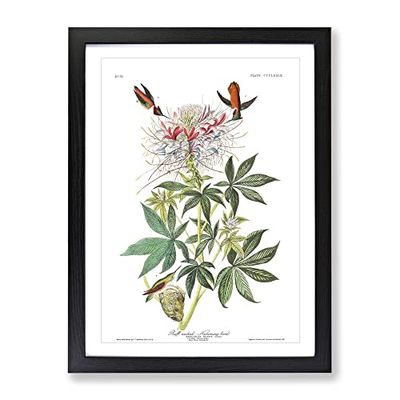 John James Audubon Ruff Necked Humming Bird Vintage Framed Wall Art Print, Ready to Hang Picture for Living Room Bedroom Home Office Décor, Black A4 (34 x 25 cm)