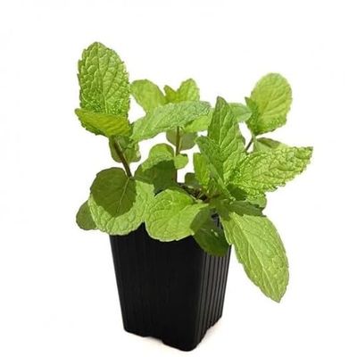 Menta de Jardín Natural Planta Rastrera de Exterior con Hojas Aromáticas