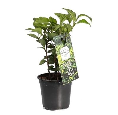 Árbol del Té Natural La Planta que Aporta un Ambiente Zen y Relajante a su Jardín