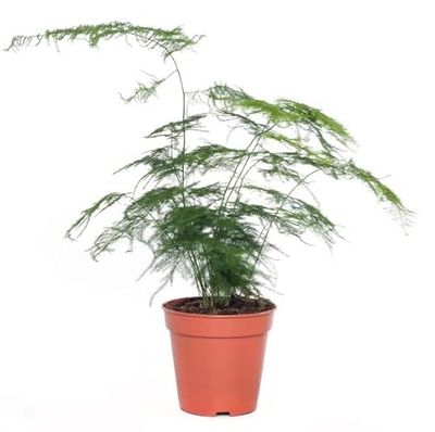 Helecho Plumoso PREMIUM Planta de Interior Natural