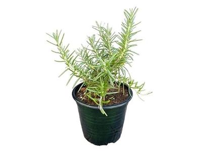 Romero Planta Natural DECOALIVE Planta Aromática