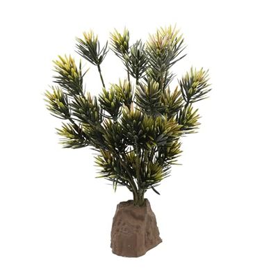 Lucky Reptile Podocarpus