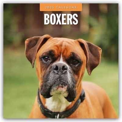 Boxers 2025 Square Wall Calendar
