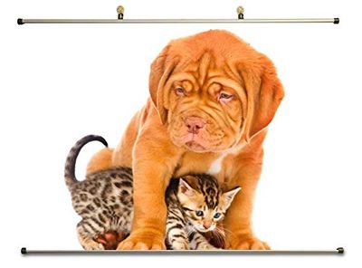 Rock Bull Cute Dog and Cat Canvas Wall Art (28x20 inches)