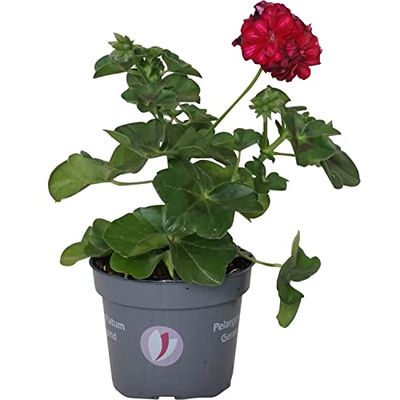 Pelargonium Peltatum o Gitanilla NATURAL: la Solución Perfecta para Darle Vida a tus Espacios Interiores y Exteriores.