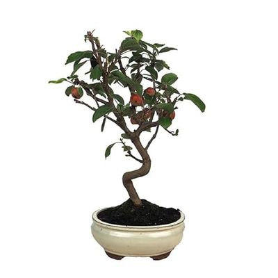 Mini Bonsái Maceta de Cerámica Planta Natural Mix