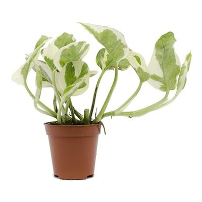 Potho Happy Leaf Exótico Natural la Planta Colgante Ideal para tu Espacio Natural