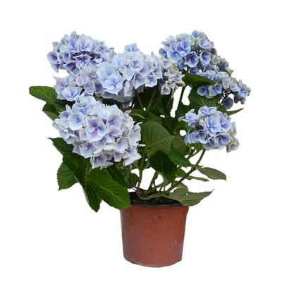Hydrangea Azul Natural Planta para Jardín y Decoración Exterior