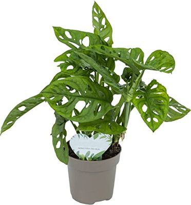 Planta Purificadora del Aire Monstera Obliqua Natural