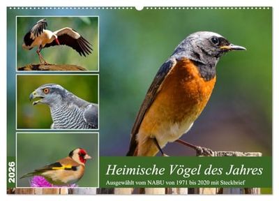 Heimische Vögel des Jahres (Wandkalender 2026 DIN A2 quer), CALVENDO Monatskalender: Steckbriefe ab 1971 vom NABU gewählter Vögel