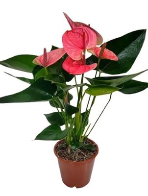 Planta Anthurium Rojo una Joya Natural con Flores Rojas para tu Hogar