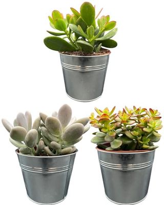 Plantes succulents Mélange - Pots de zinc de 13 cm - Hauteur 16-22 cm - Succulents (3 pièces)