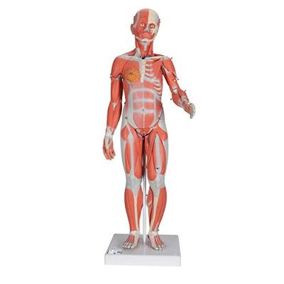 3B Scientific Menselijke anatomie - Complete vrouwelijke spierfiguur, 21 deel + gratis anatomie software - 3B Smart Anatomy