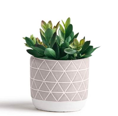 Kurrajong Farmhouse Cement Pot with Beautiful Artificial Succulent Plant