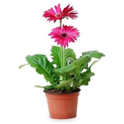 Margarita Africana Elegante Flor Natural de Gerbera para el Exterior de la Casa