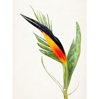 Doppelganger33 LTD Bird Of Paradise Flower Plant Elegant Illustration Large Wall Art Poster Print Thick Paper 18X24 Inch