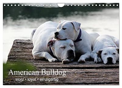 American Bulldog - stolz, loyal, einzigartig (Wandkalender 2026 DIN A4 quer), CALVENDO Monatskalender: Mit dem American Bulldog durchs Jahr. Ein MUSS für jeden American Bulldog Liebhaber und Besitzer.