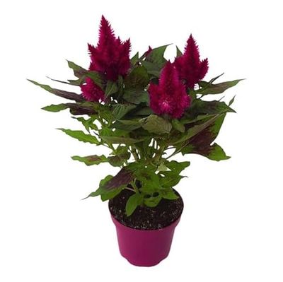 Mini Planta Natural con Flor Celosia o Amaranto Plumoso