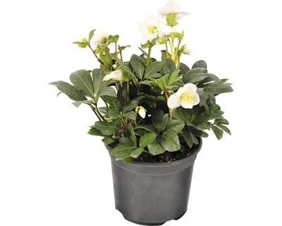 Christmas Carol Helleborus Niger Elegancia Festiva en tu Jardín