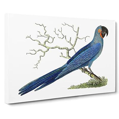 Hyacinthine Macaw Parrot By George Shaw Vintage Canvas Wall Art Print Ready to Hang, Framed Picture for Living Room Bedroom Home Office Décor, 24x16 Inch (60x40 cm)