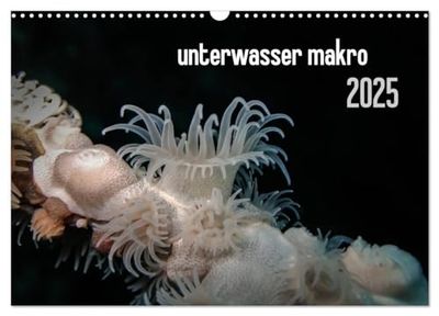 unterwasser makro 2025 (Wandkalender 2025 DIN A3 quer), CALVENDO Monatskalender: unterwasser makro - zauberhafte Makrowelt der Meere