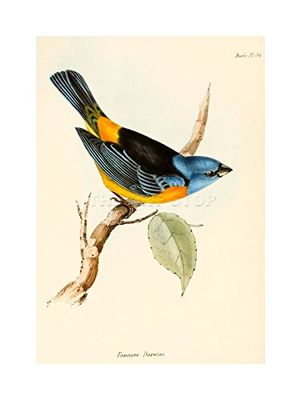 Wee Blue Coo Scientific Bird Illustration Tanagra Darwin Picture Wall Art Print