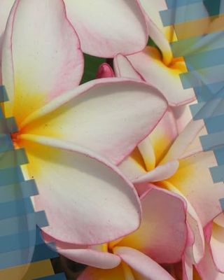 Flower Journal