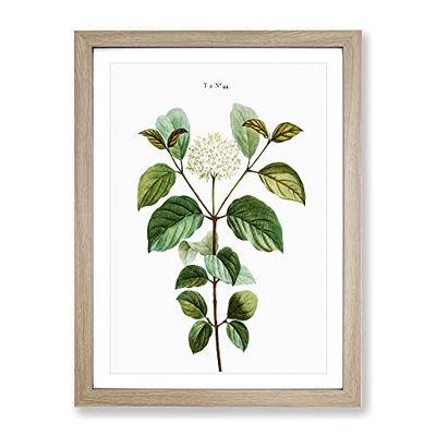 Dogwood Flowers By Pierre Joseph Redoute Vintage Framed Wall Art Print, Ready to Hang Picture for Living Room Bedroom Home Office Décor, Oak A3 (34 x 46 cm)