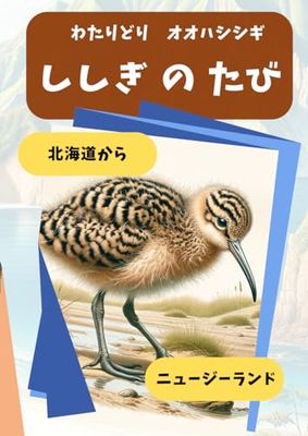 渡り鳥 オオハシシギ ししぎのたび