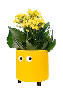 Fisura - Original blomkruka med ögondesign. Dekorativ kruka för inomhusbruk. Kruka med ben för kaktusar. Keramikkruka för blommor och suckulenter. 13 x 12,5 cm. (Gul)